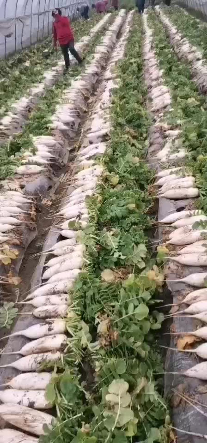 精品白萝卜