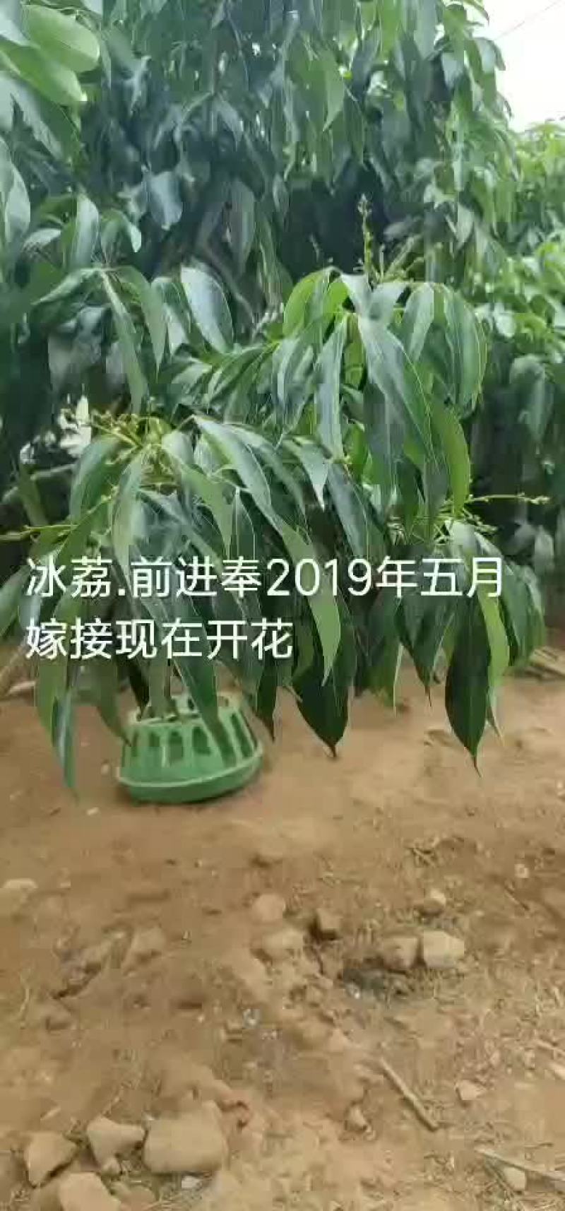 嫁接枝条冰荔品种今年接明年有些果
