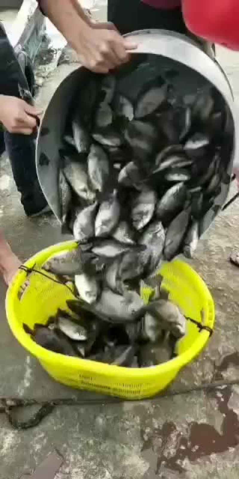 养殖鱼