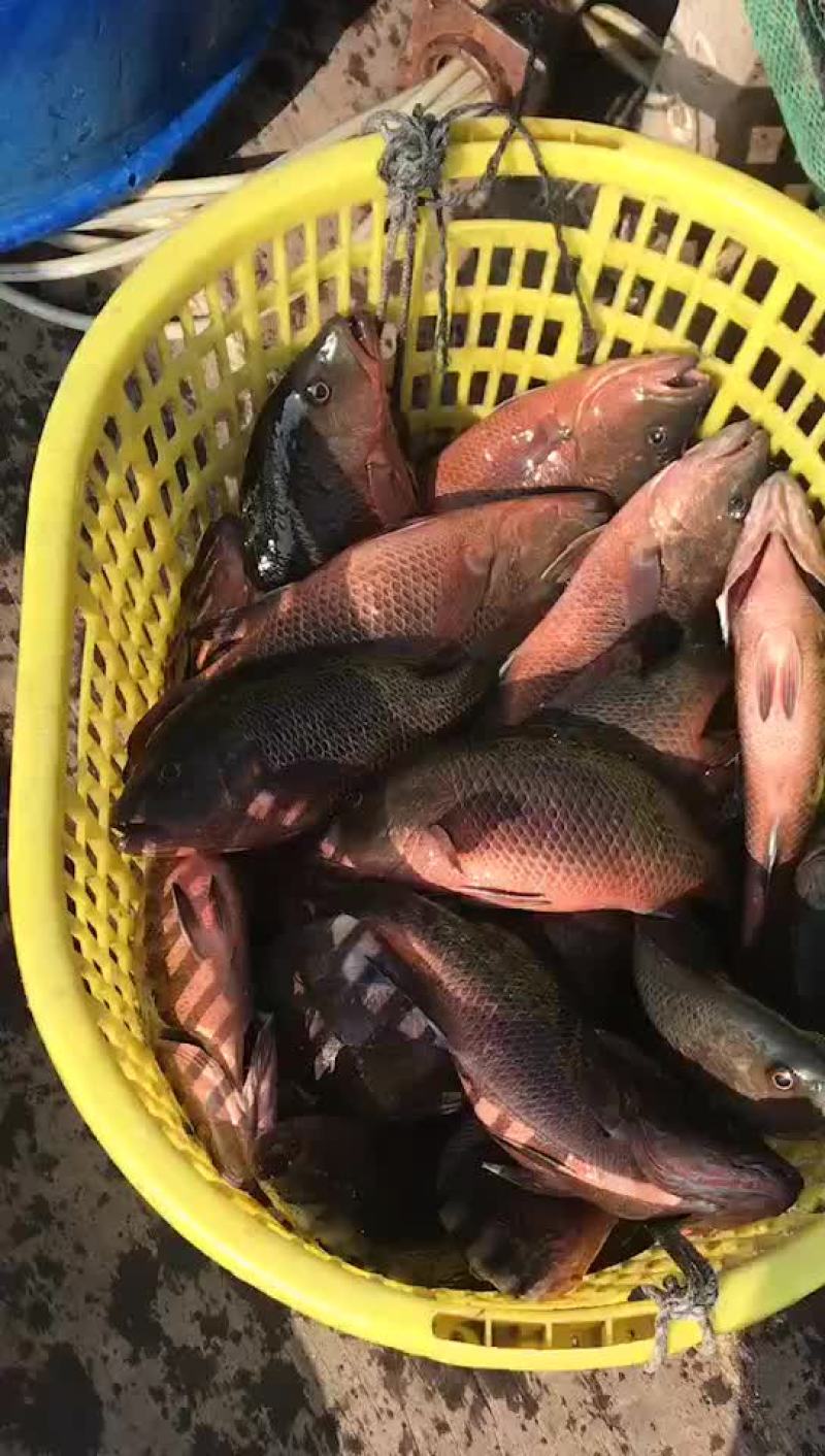 养殖鱼