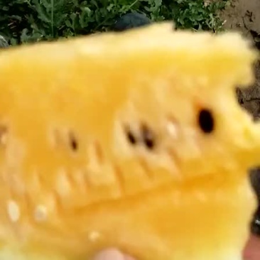 【推荐】麒麟王黄肉瓜果肉饱满如果有需要请联系:货源充足！