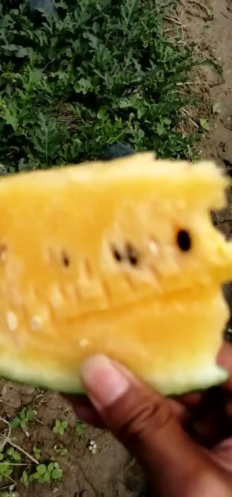 【推荐】麒麟王黄肉瓜果肉饱满如果有需要请联系:货源充足！