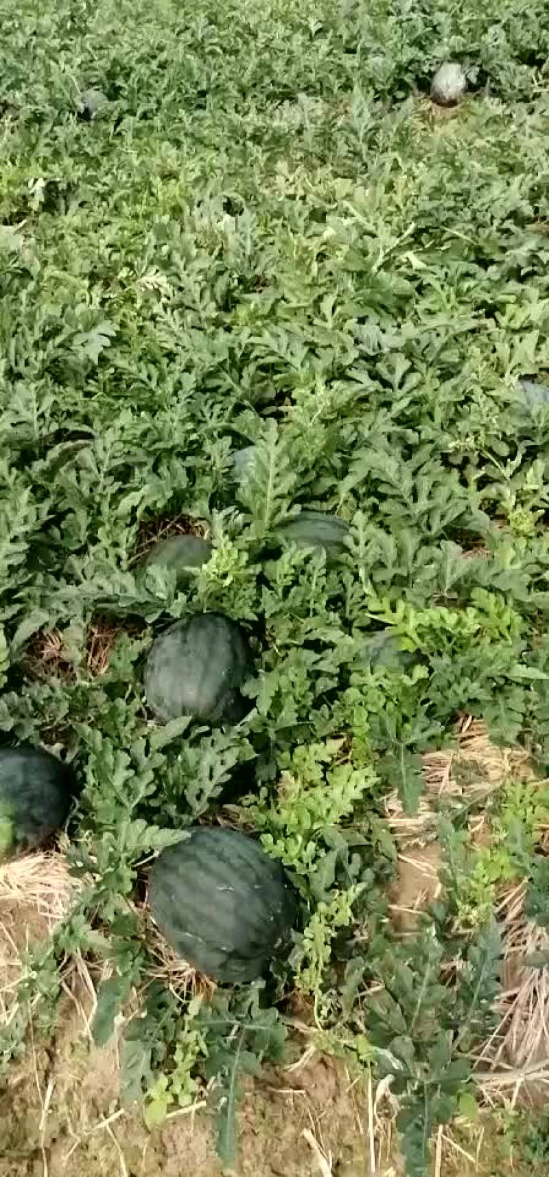 【推荐】麒麟王黄肉瓜果肉饱满如果有需要请联系:货源充足！