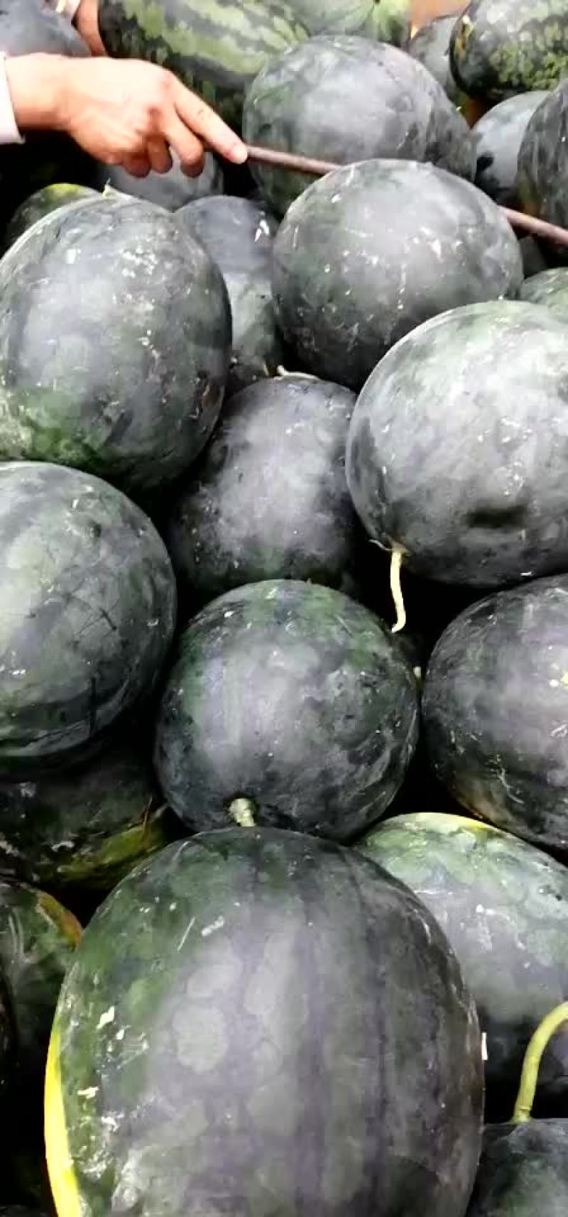 【推荐】麒麟王黄肉瓜果肉饱满如果有需要请联系:货源充足！