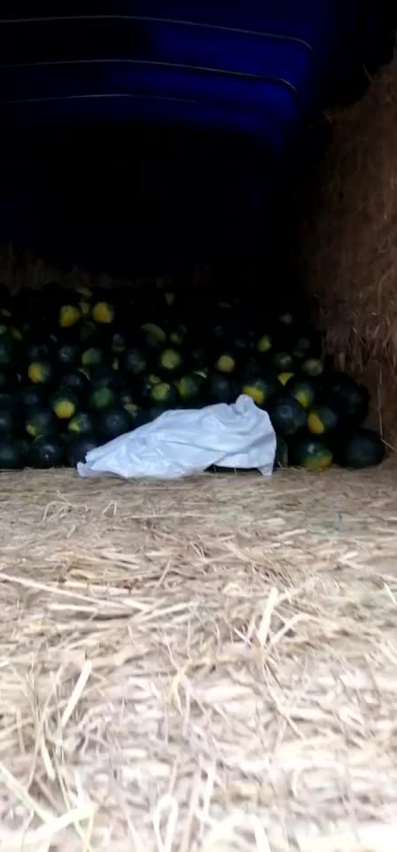 【推荐】麒麟王黄肉瓜果肉饱满如果有需要请联系:货源充足！