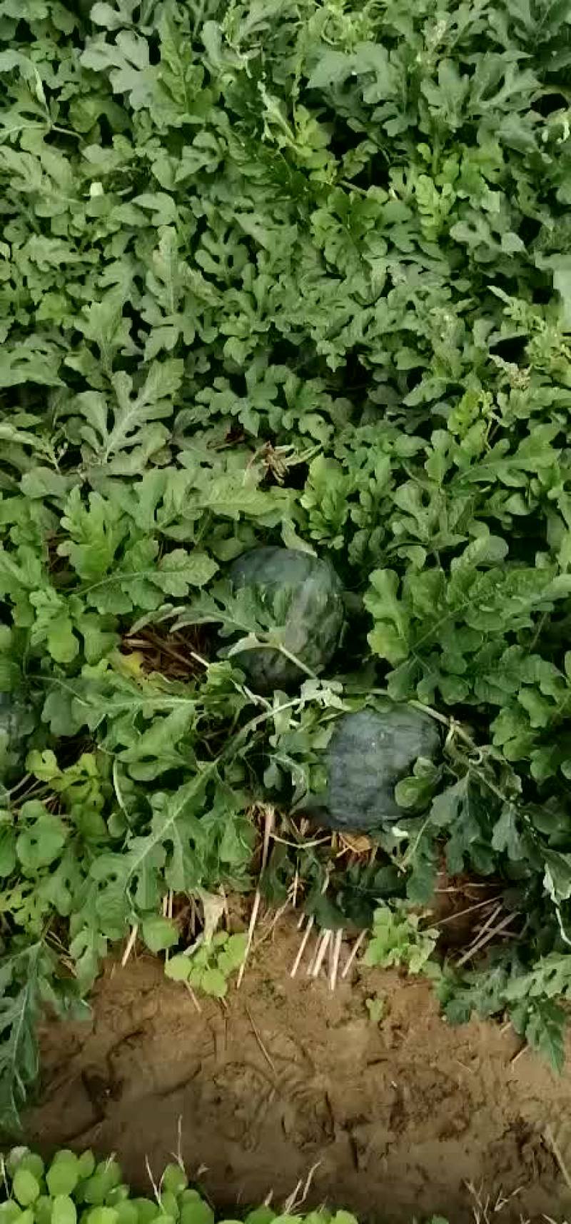 【推荐】麒麟王黄肉瓜果肉饱满如果有需要请联系:货源充足！