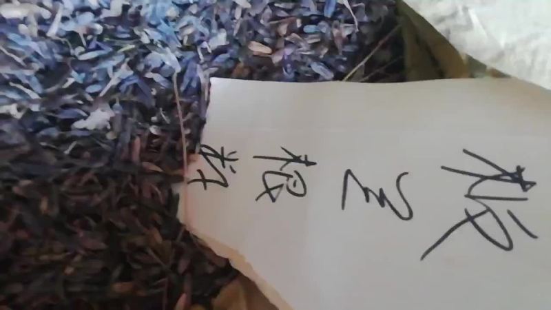 板蓝根籽