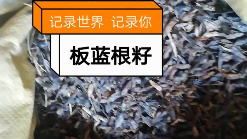 板蓝根籽