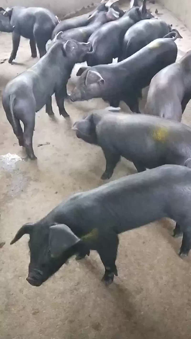 母猪