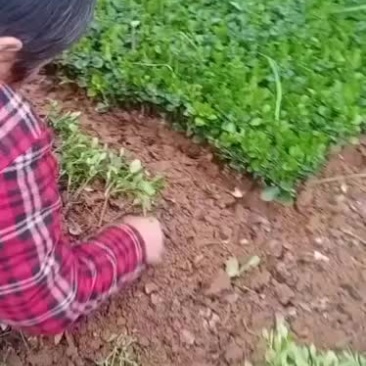 胶东卫矛芽苗卫矛小苗种苗大量批发