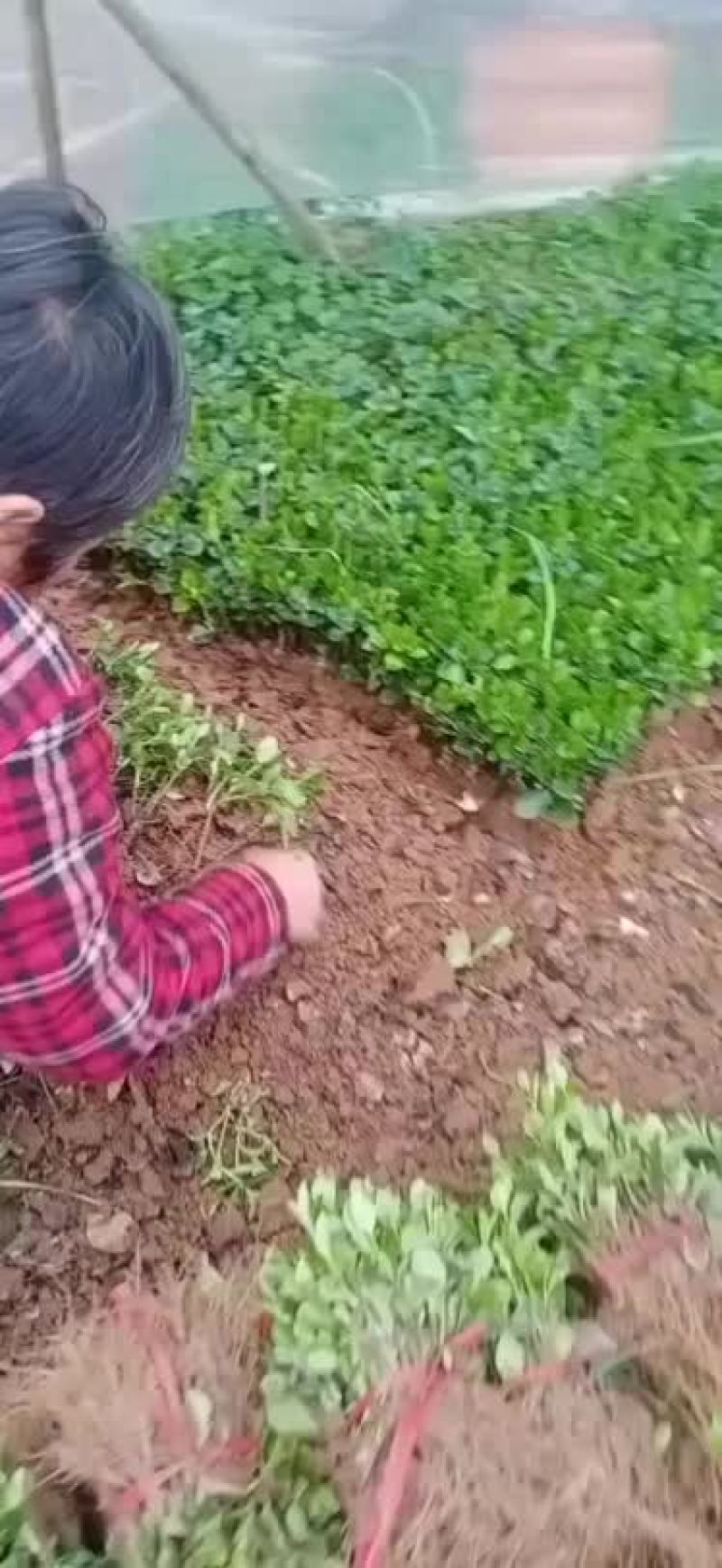 胶东卫矛芽苗卫矛小苗种苗大量批发