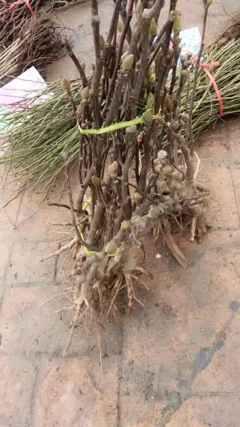 玉兰树