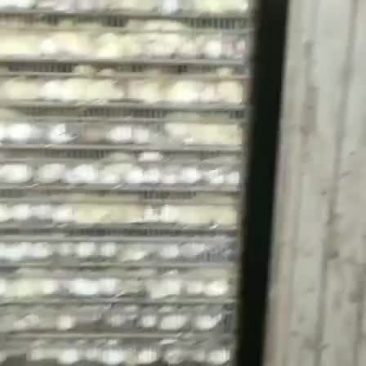 禽畜牧蛋肉