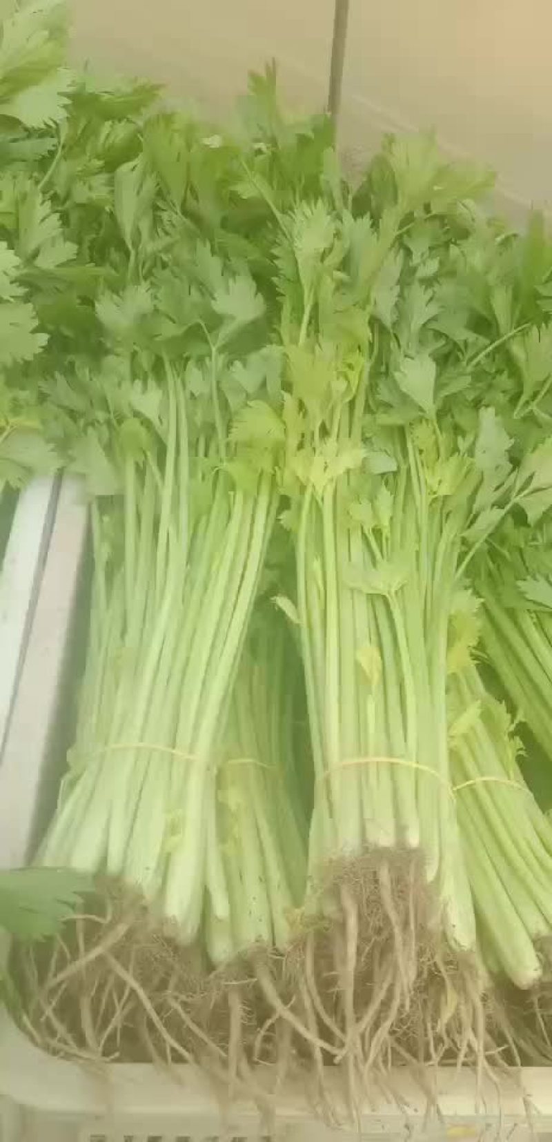 芹菜
