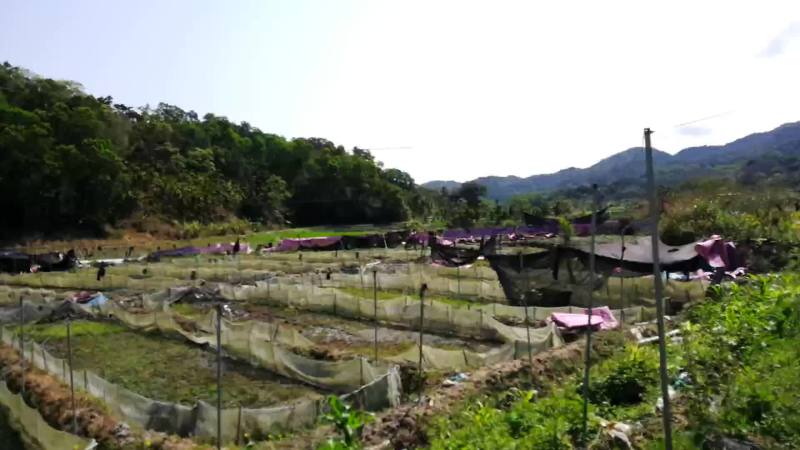 海南省保亭牛蛙野林生态养殖