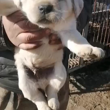 拉布拉多
