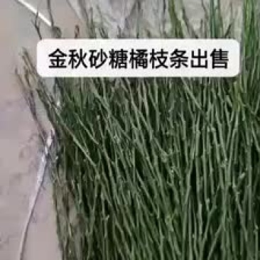 金秋砂糖桔苗、枝条出售