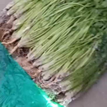 脱水香菜