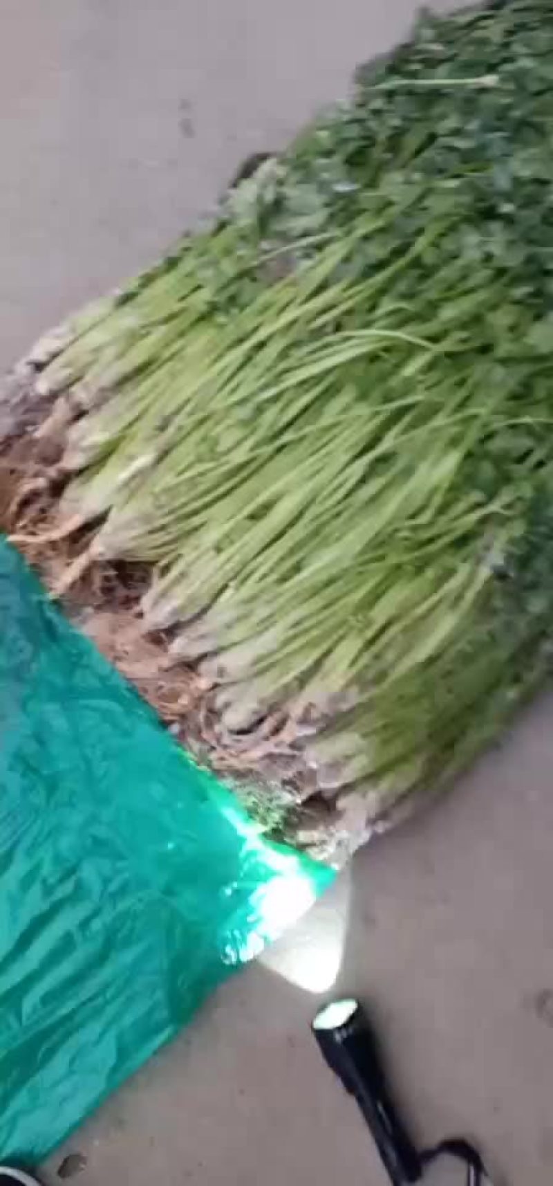 脱水香菜