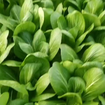 青菜