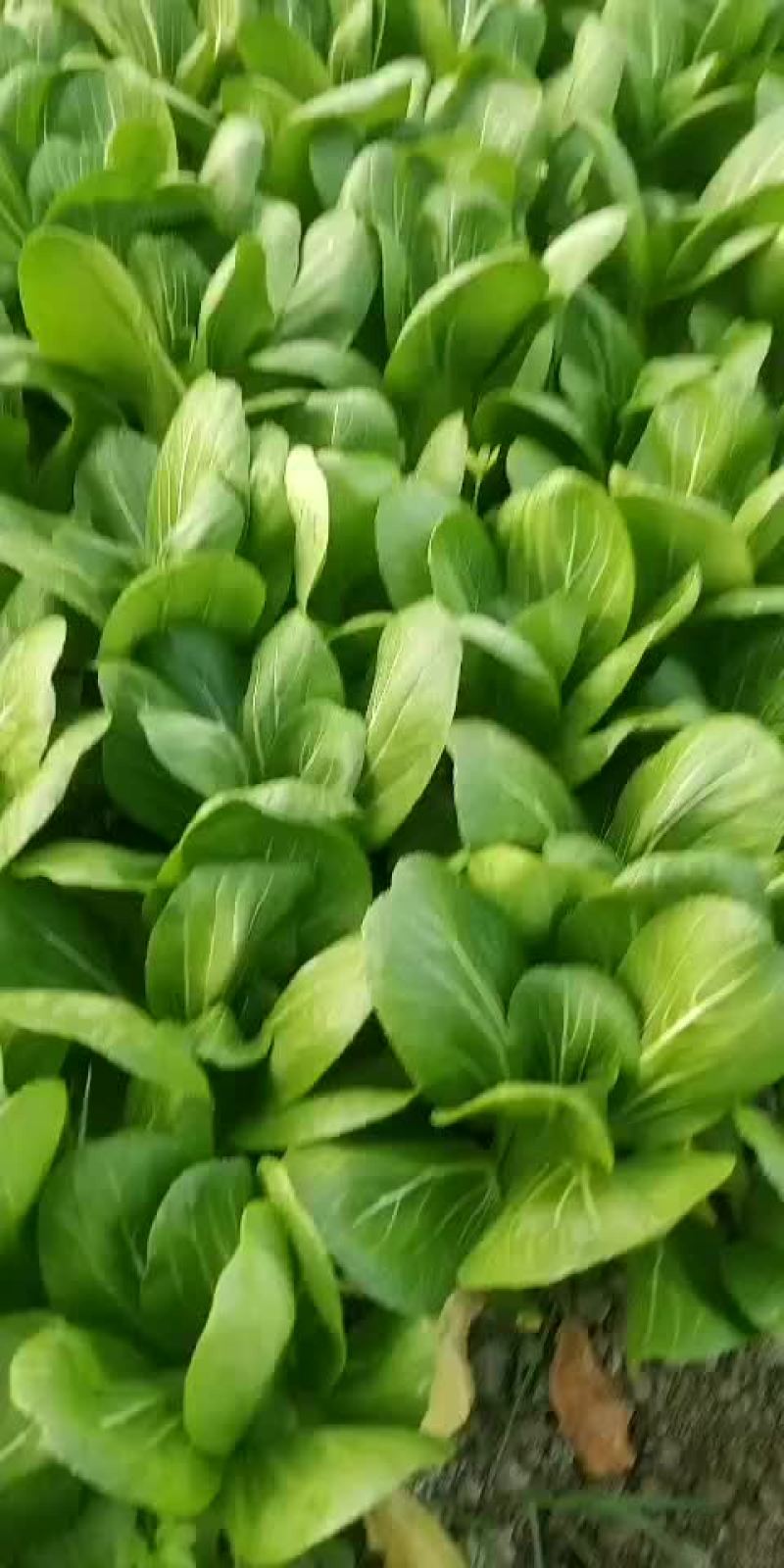 青菜