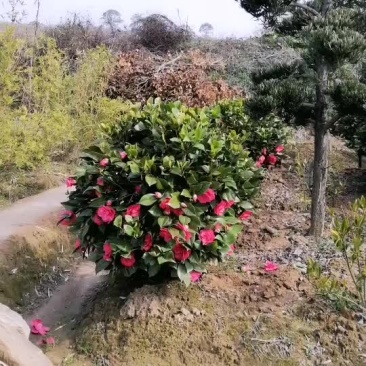 茶梅