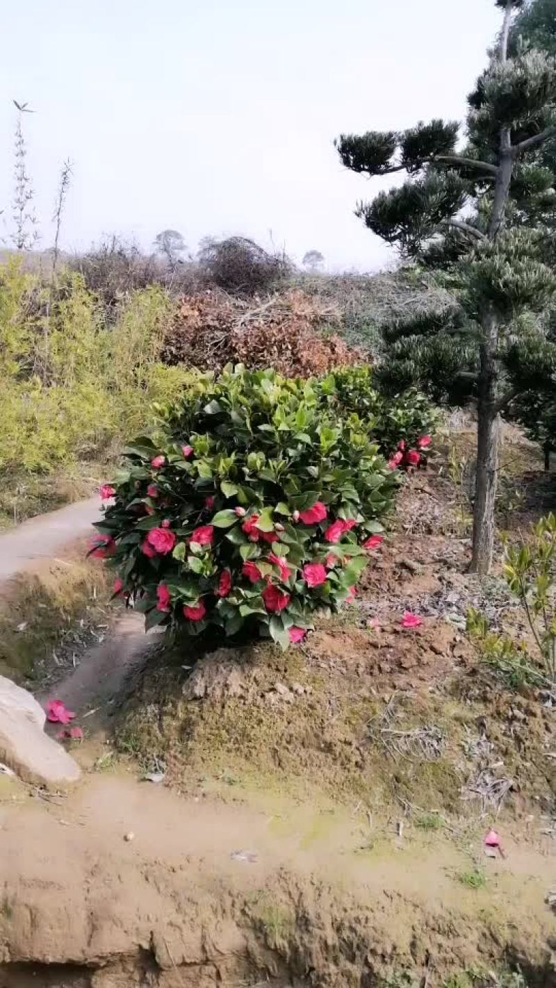 茶梅