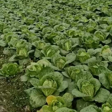 精品白菜大量上市欢迎新老客户订购