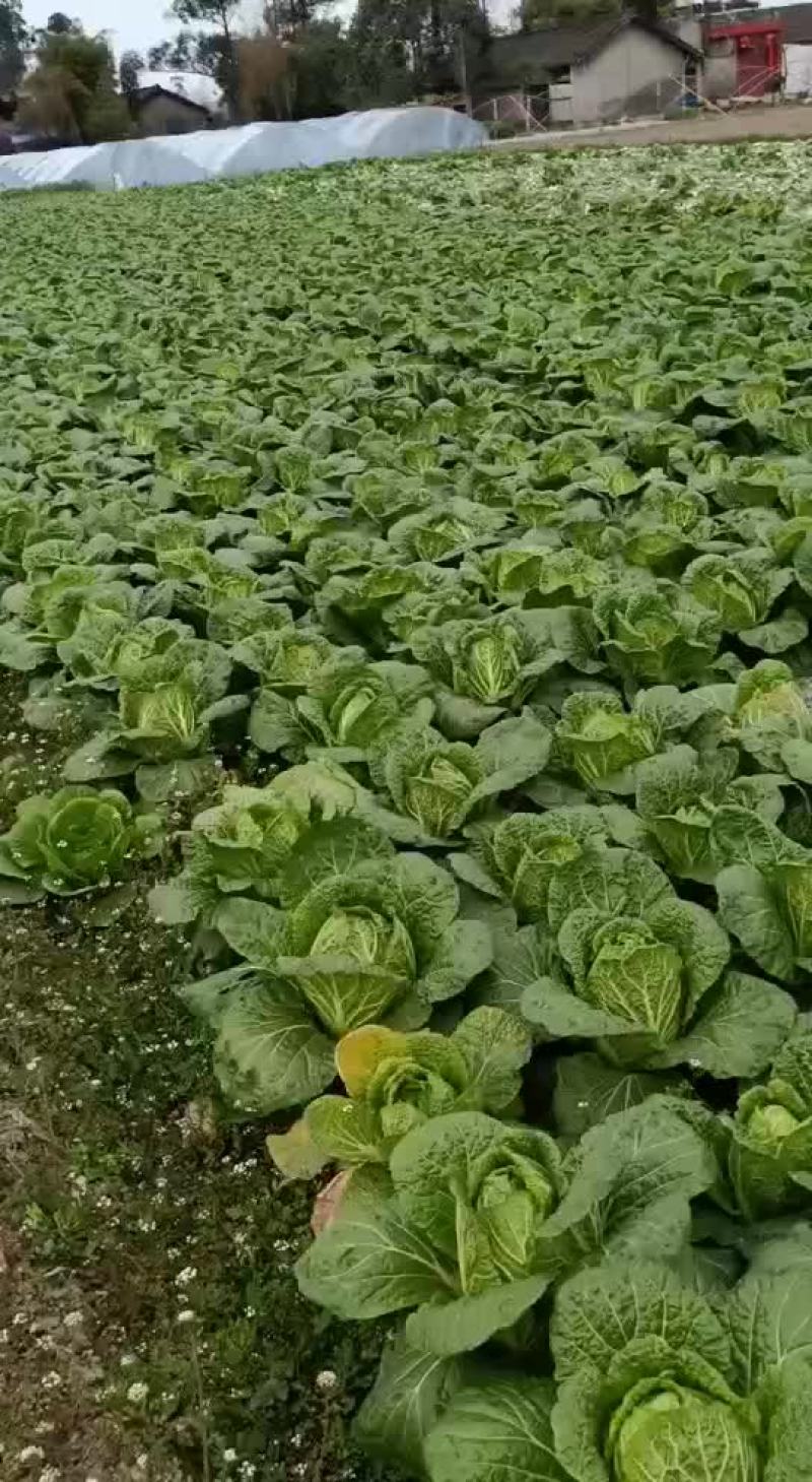 精品白菜大量上市欢迎新老客户订购