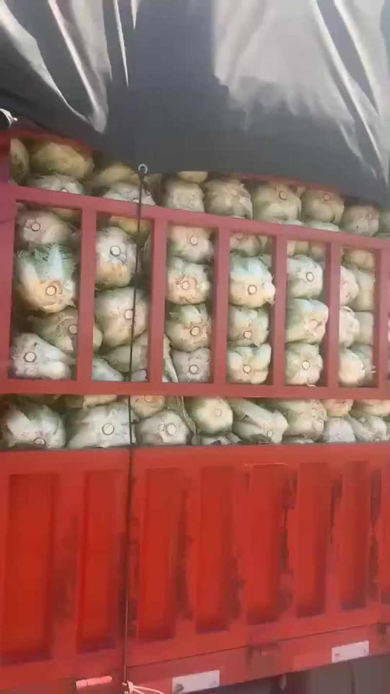 精品白菜大量上市欢迎新老客户订购