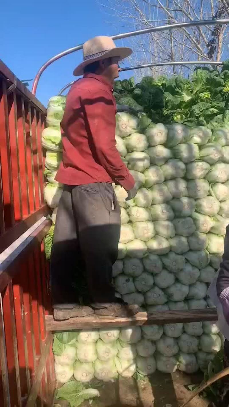 精品白菜大量上市欢迎新老客户订购