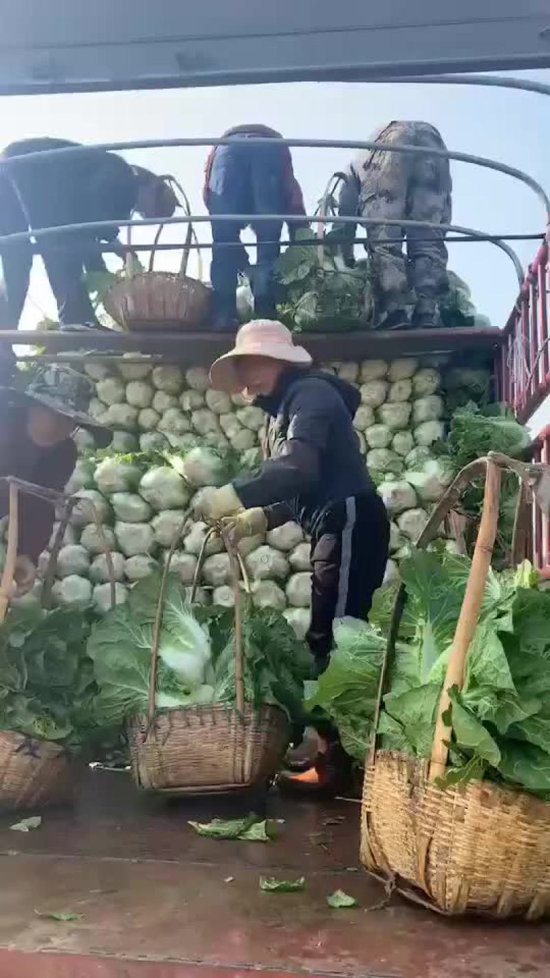 精品白菜大量上市欢迎新老客户订购