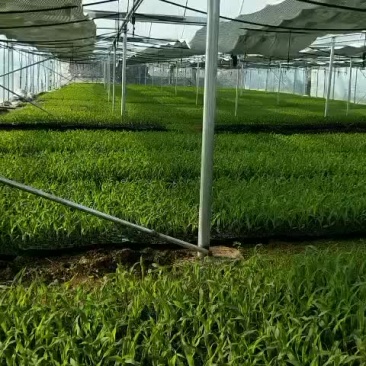 万糯2000玉米苗