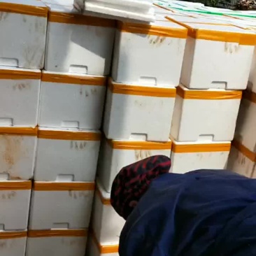 大量批销当天下山冬笋。