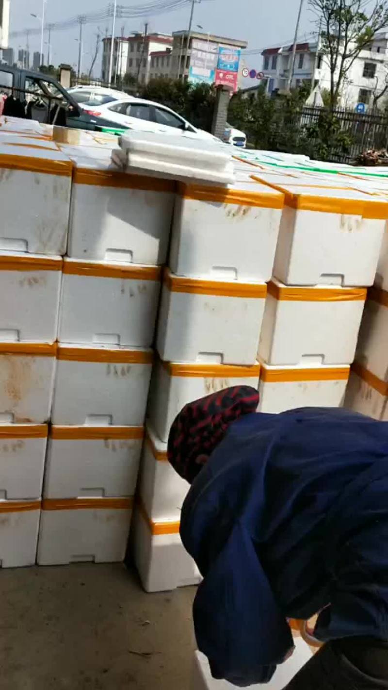 大量批销当天下山冬笋。
