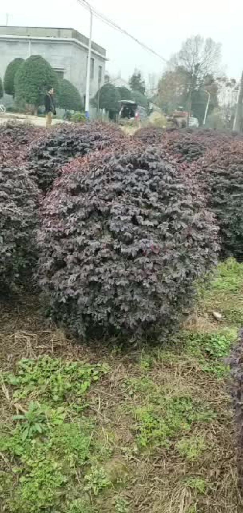 精品红继木球，红继木袋苗