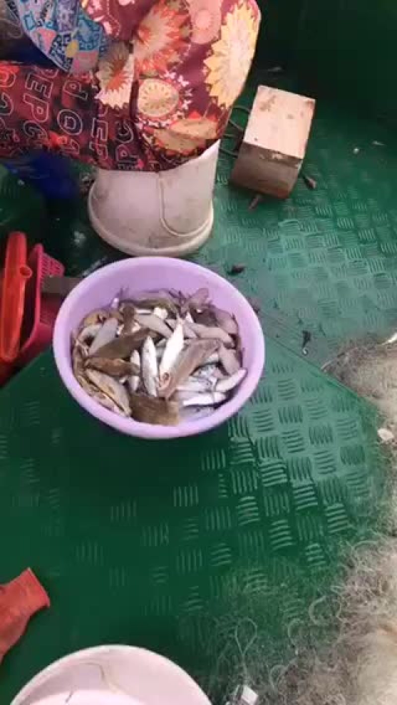 船仔网沙尖鱼