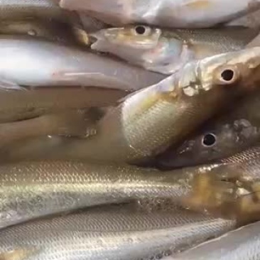 船仔网沙尖鱼