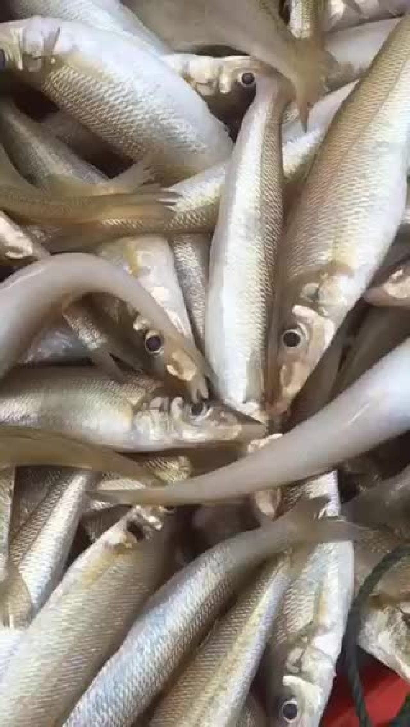 船仔网沙尖鱼