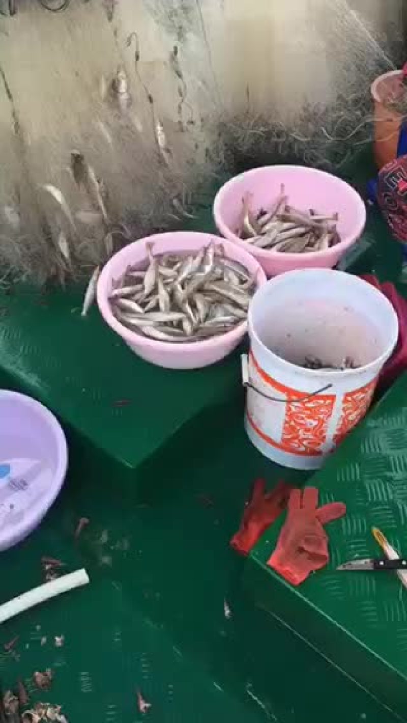 船仔网沙尖鱼