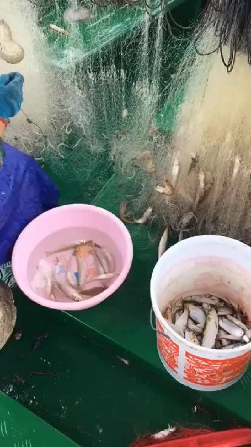 船仔网沙尖鱼