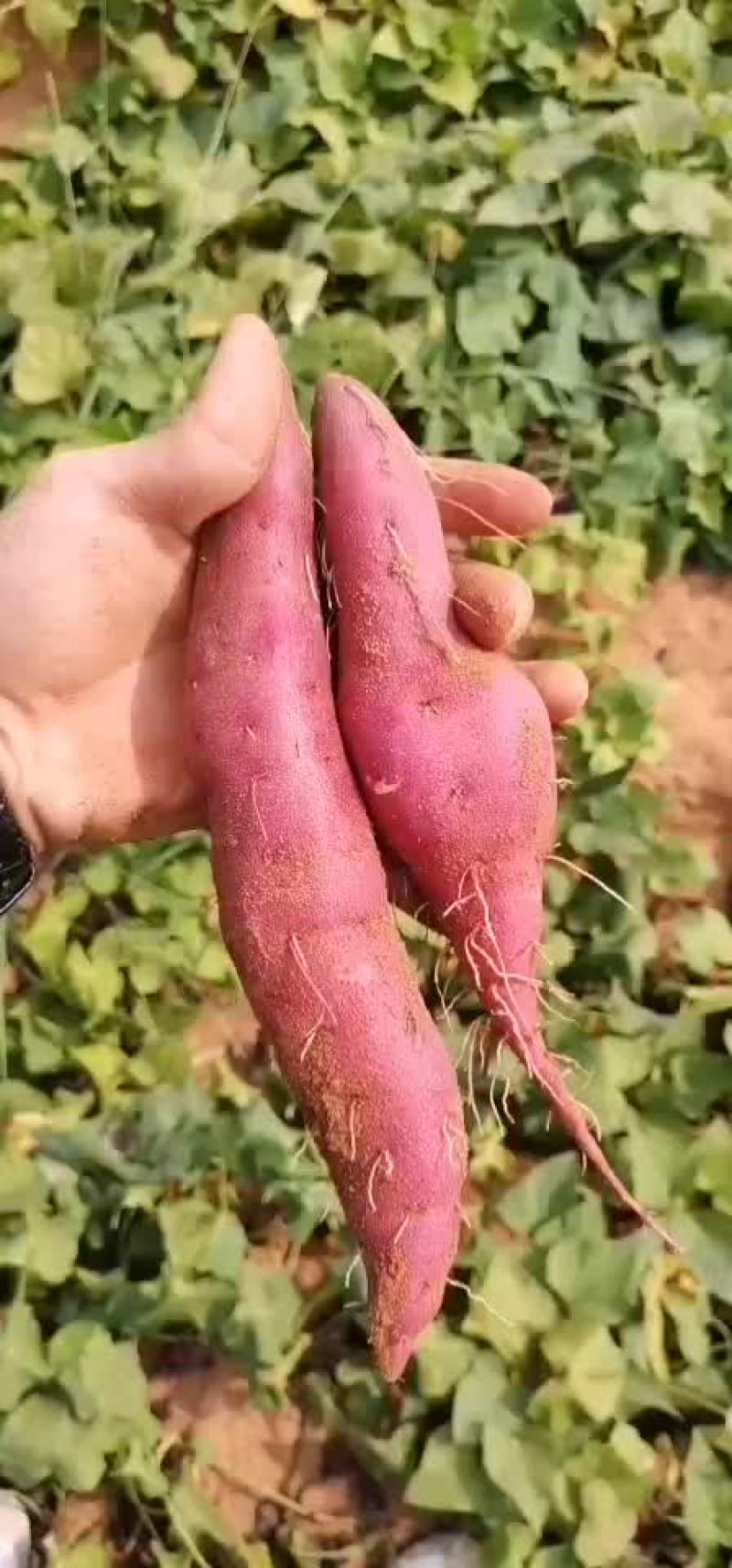 欢迎老板订购。。。。。。。。。。。。。。