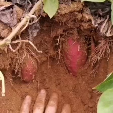 欢迎老板订购。。。。。。。。。。。
