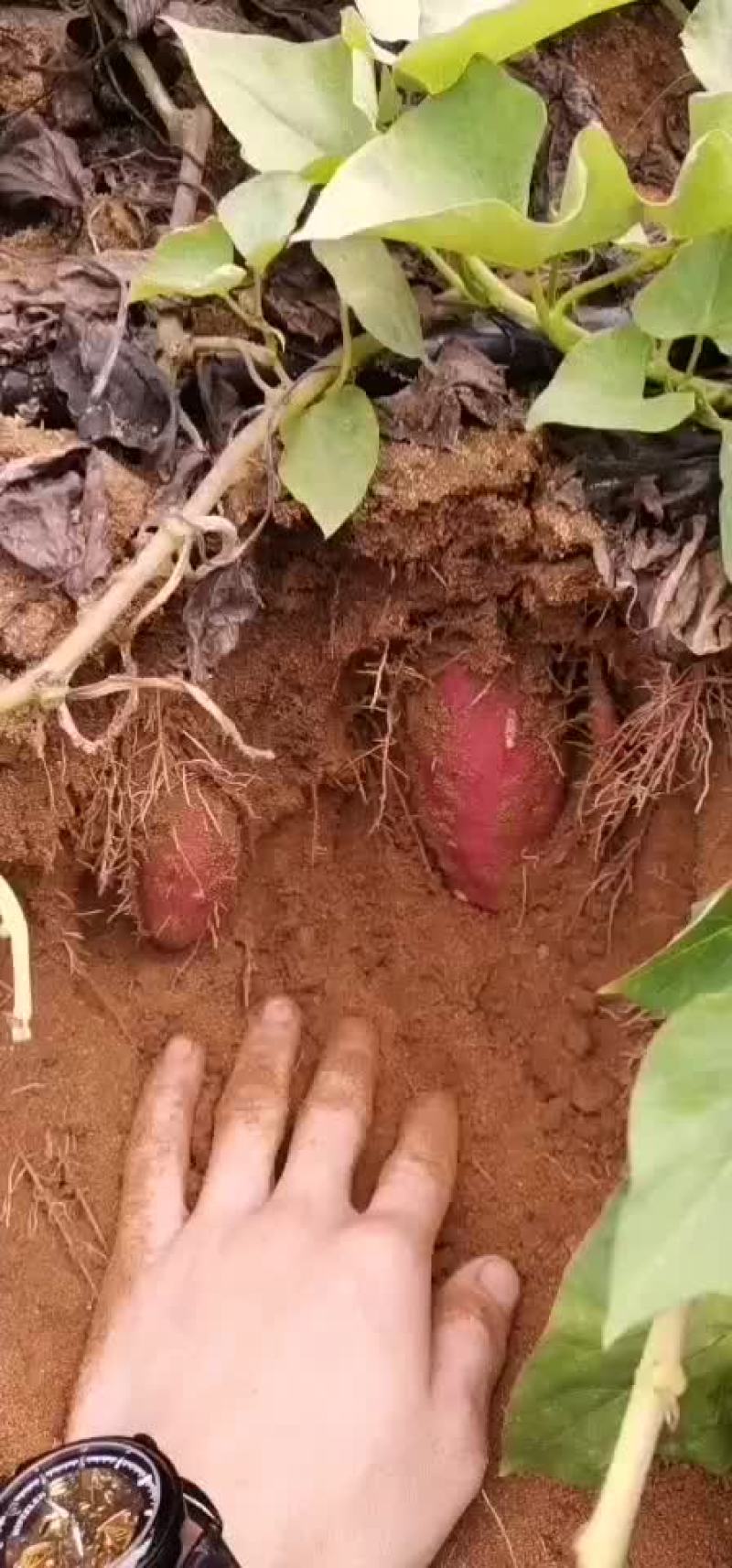 欢迎老板订购。。。。。。。。。。。