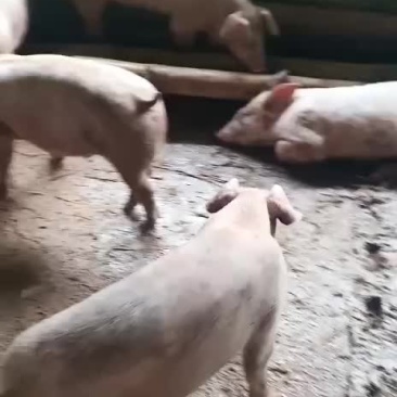 土炮，三元猪仔