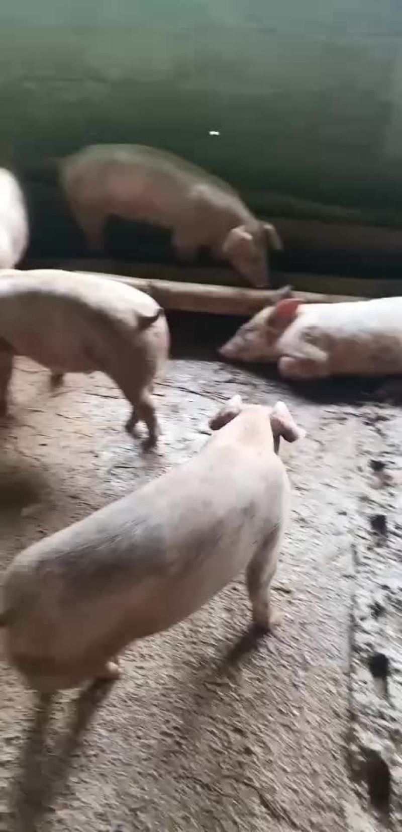 土炮，三元猪仔