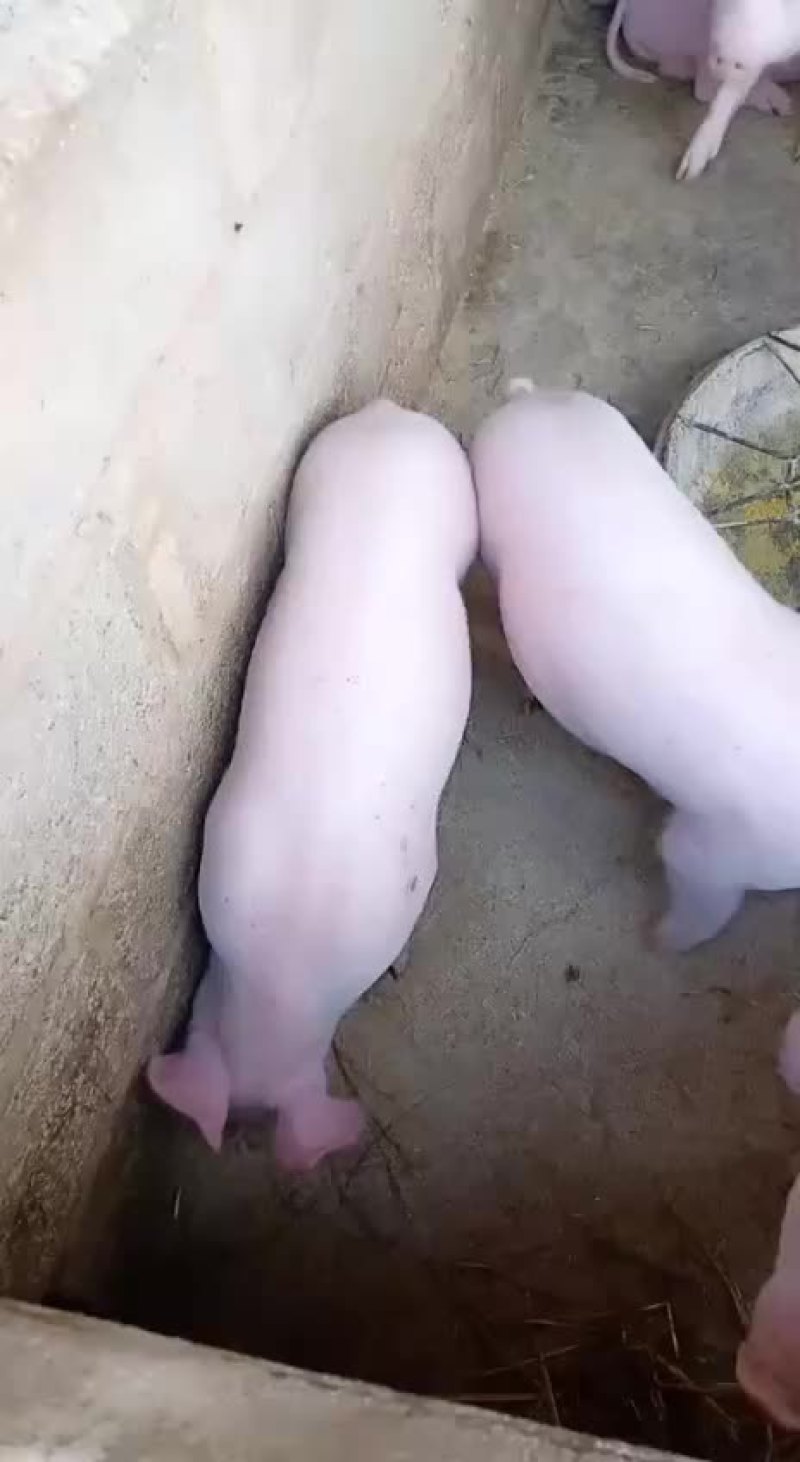 土炮，三元猪仔