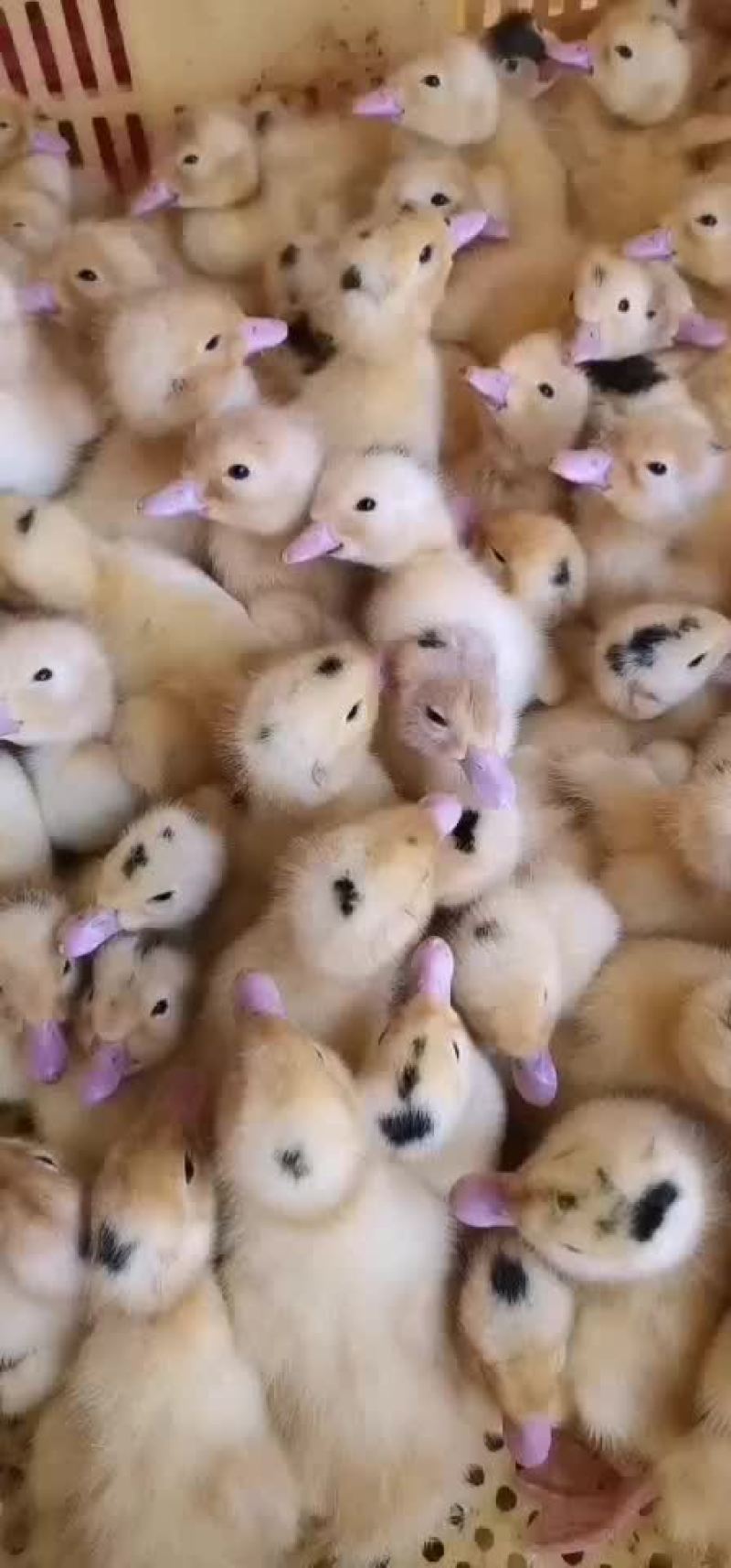 M18鸭苗，一点头鸭苗，肉鸭苗