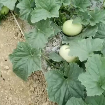 自产自销
