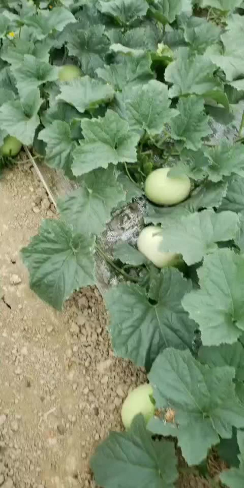 自产自销